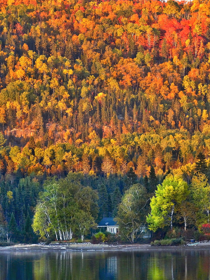 herbstliche Landschaft, Natur, Blätter im Herbst, warme Farben, Laub, Berg, Holz
