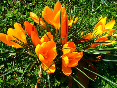 crocus, flower, spring, bühen, yellow, nature, tulip