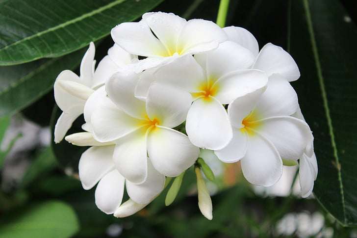 Blumen, Garten, weiße Blüten, weiß, Blumenstrauß, Natur, Frangipani