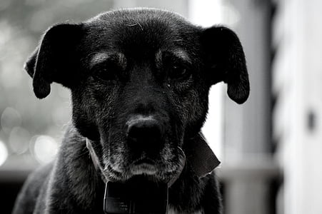 kutya, rusztikus, fekete, fehér, állat, PET, haza
