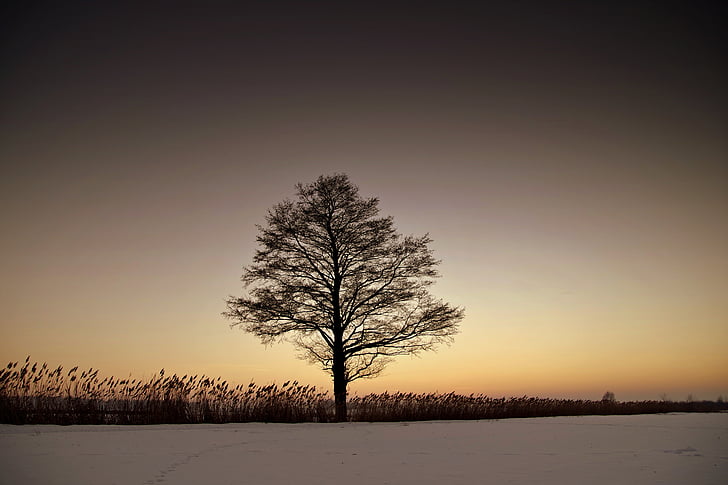 tree, lonely, winter, twilight, west, snow, plain