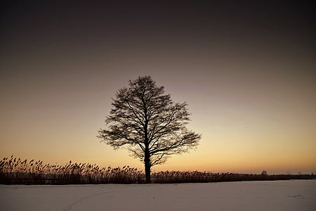 strom, osamělý, Zimní, soumrak, Západ, sníh, prostý