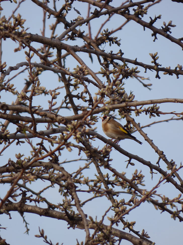 Goldfinch, pták, cadernera, pobočky, Carduelis carduelis