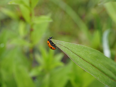 bọ rùa, bọ rùa, bọ cánh cứng, elytron, siebenpunkt ladybird, siebenpunkt, Coccinella septempunctata