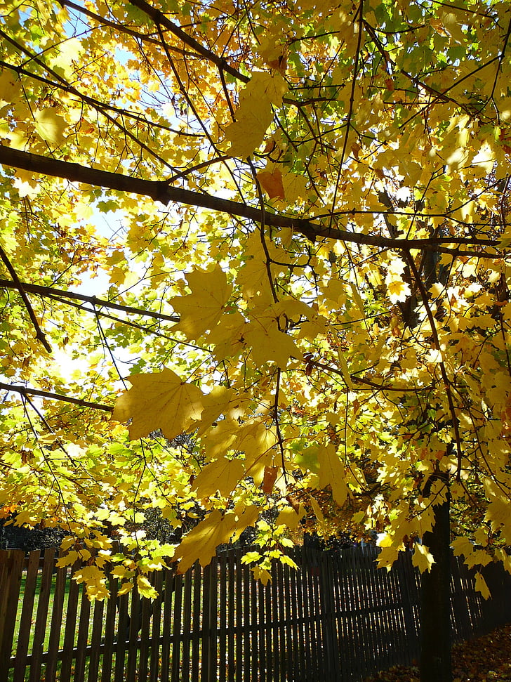 Herbst, Blätter, fallen, gelb, Blätter fallen, Natur, November
