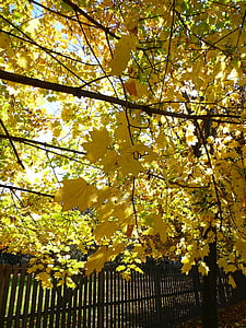 Sügis, lehed, sügisel, kollane, langevad lehed, loodus, November