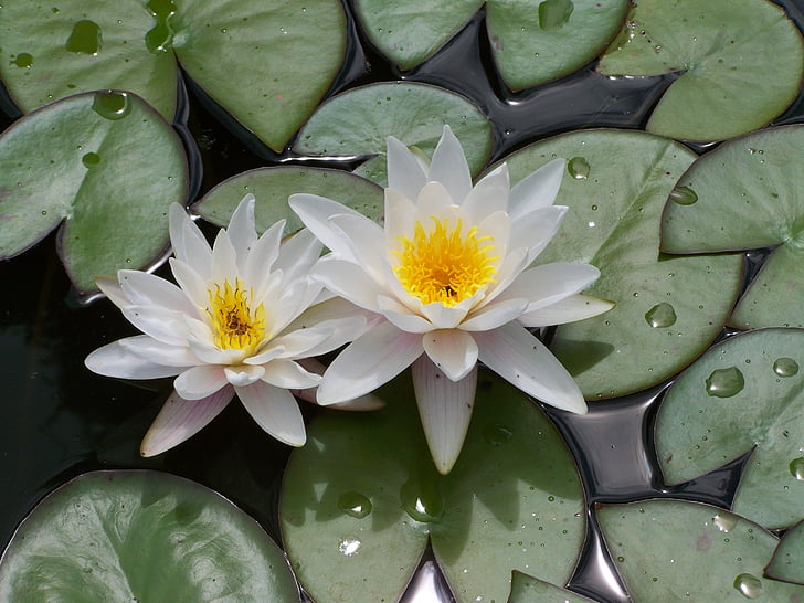 water lily, water, nature