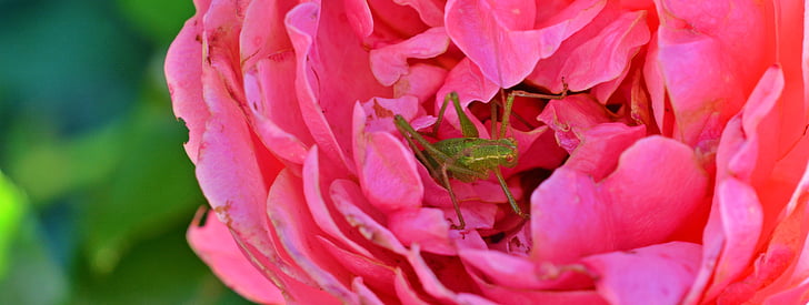 rose, grasshopper, close, insect, grille, nature, creature