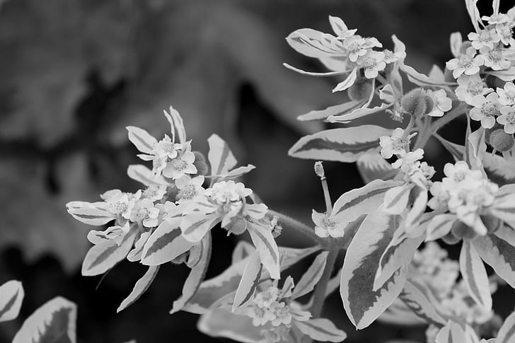 flower, plant, leaves, bw, photo, nature, summer