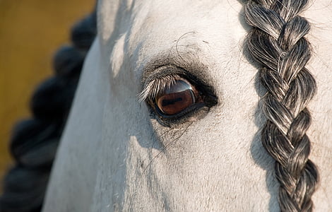 horse, eye, look, close up, plait, one animal, animal themes