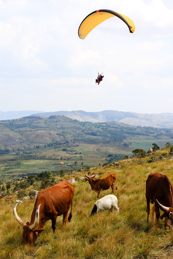 cow, burundi, paragliding, nature, hills, panorama, landscape