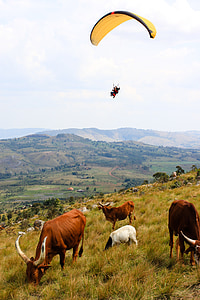 tehén, Burundi, siklóernyőzés, természet, hegyek, panoráma, táj