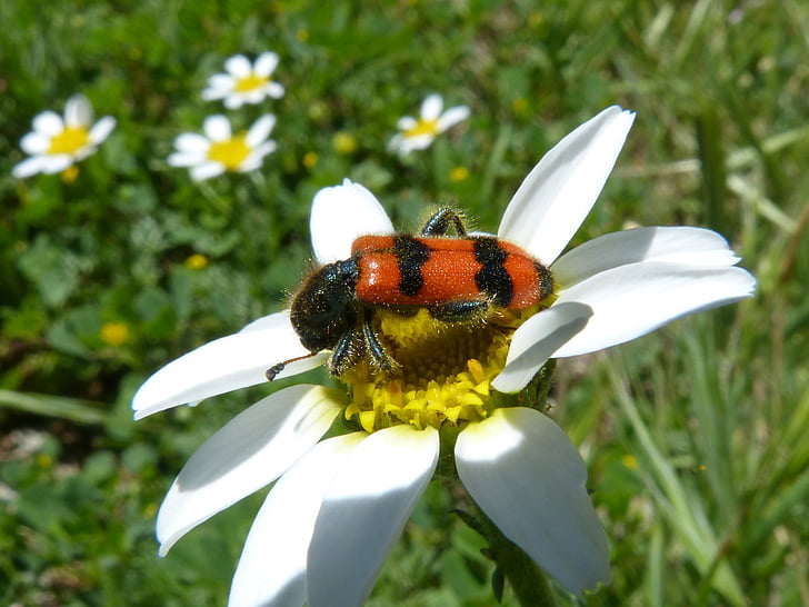 beetle, flower, meloidea, mylabris, mylabris variabilis, daisy, nature
