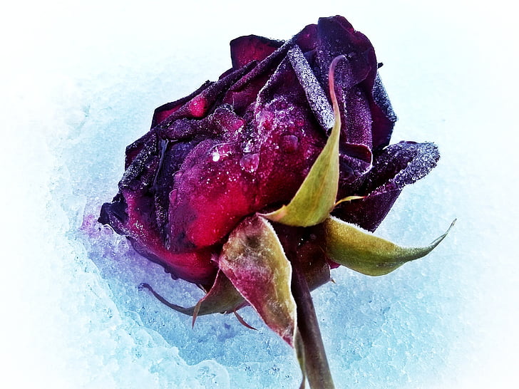 Rózsa, hó, téli, piros, fehér, temető, emlékére