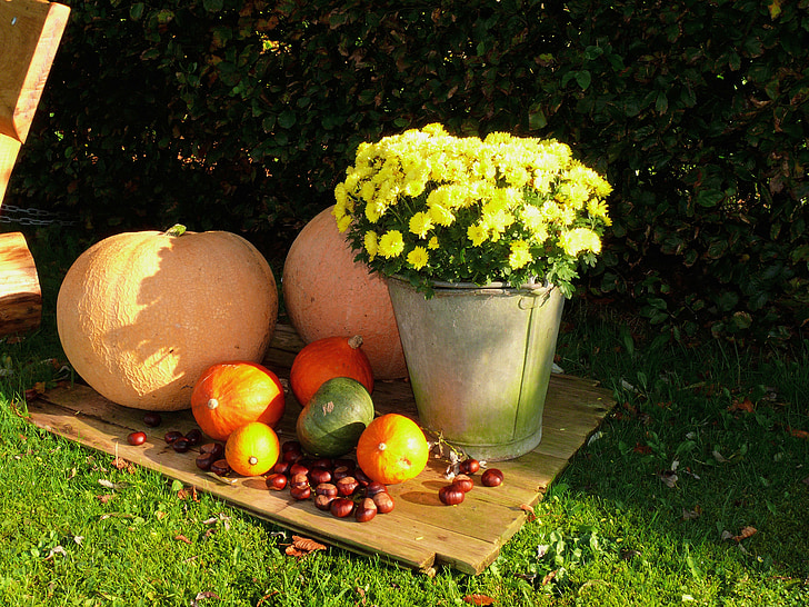 pumpkin, flowers, plant, autumn, colorful, golden