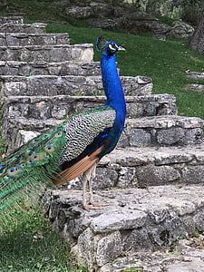 Peacock, höyhenet, lintu, ylpeys, riikinkukon sulkia, värikäs, silmä