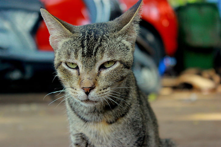 котка, ядосан, лицето, нещастен, животните, котешки, главата