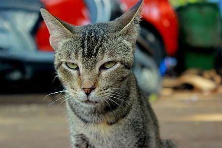 kissa, vihainen, kasvot, onneton, eläinten, kissan, pää
