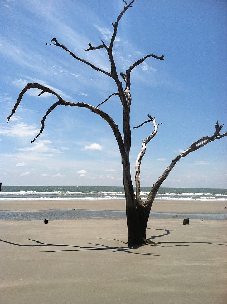 spiaggia, albero, Driftwood