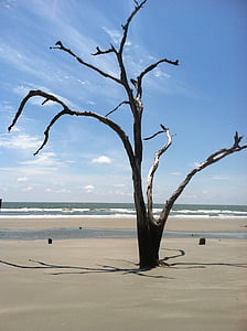 praia, árvore, madeira petrificada