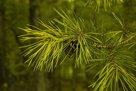 pine cones, pine, needles, tree, conifer, pine needles, branch