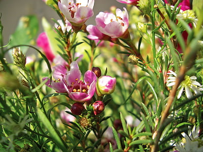 Heather, Heide, ericaceae, hutan kerangas, alam, ungu, merah muda