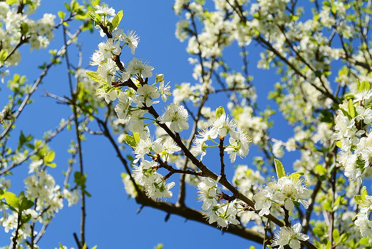 Apple Hoa, mùa xuân, trắng, Thiên nhiên, cây táo, nở hoa, cây hoa