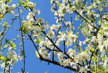 pommiers en fleurs, printemps, blanc, nature, pommier, Bloom, fleurs de l’arbre