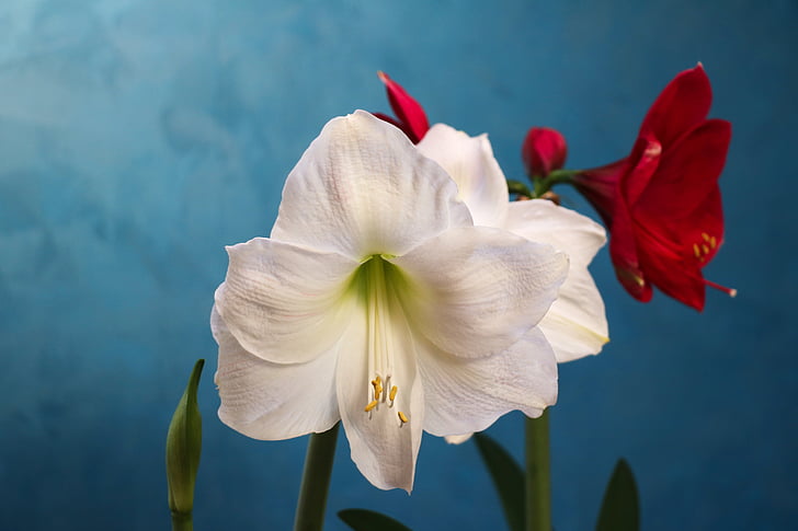 amaryllis, white, red, flower, gardening, plant, petal
