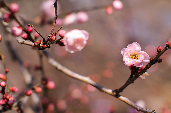 plum blossom, tree wood, forest, scenic views, plant, peach red, nature
