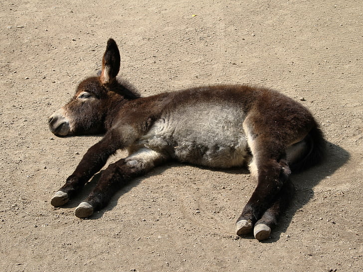 Donkey, trẻ con vật, mối quan tâm, giấc ngủ, phần còn lại, động vật, động vật có vú