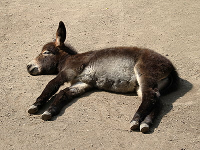 donkey, young animal, concerns, sleep, rest, animal, mammal