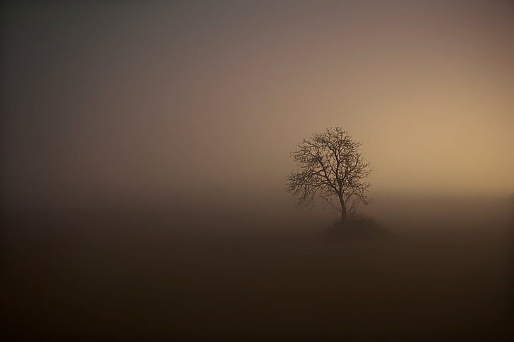 fog, tree, night, landscape, tranquil scene, bare tree, field