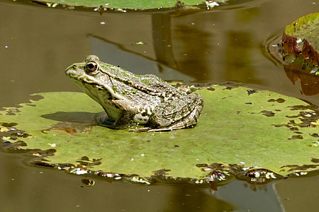 Thiên nhiên, Lily pad, ếch