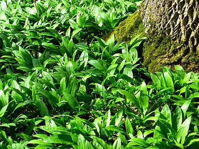 green, plants, besides, gray, tree, Bear'S Garlic, Forest