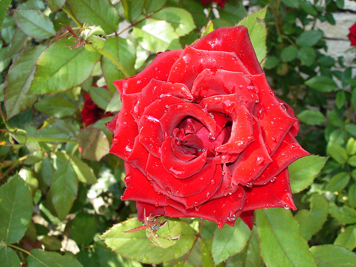 růže, červená, zahrada, květ, květ, Flora, Bloom