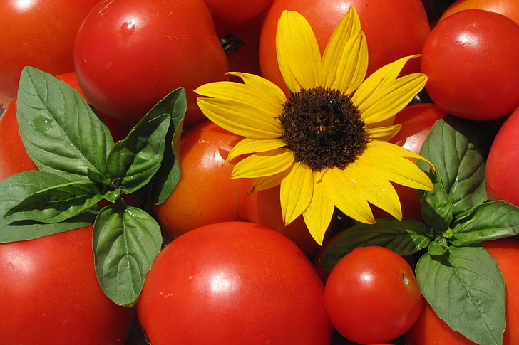 tomater, solsikke, basilikum, sommer, mad, vegetar, frisk