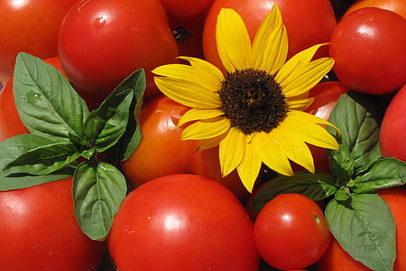 tomate, girassol, manjericão, Verão, comida, vegetariano, fresco