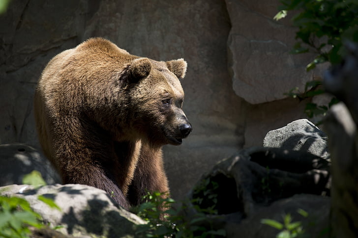 animale, cu blană, urs grizzly, faunei sălbatice, gradina zoologica, urs, Ursul brun