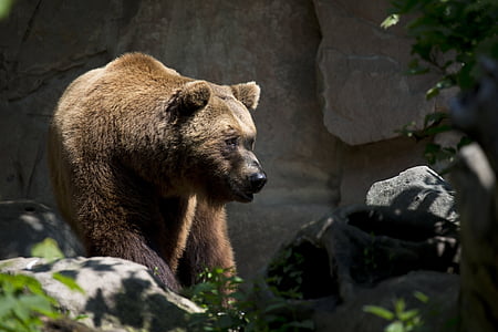 djur, lurviga, grizzlybjörn, vilda djur, Zoo, Björn, brun Björn