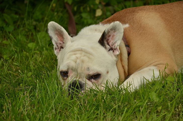 куче, булдог, домашен любимец, главата, са, мързелив, трева