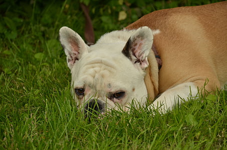 hund, Bulldog, Husdjur, huvud, är, lata, gräs