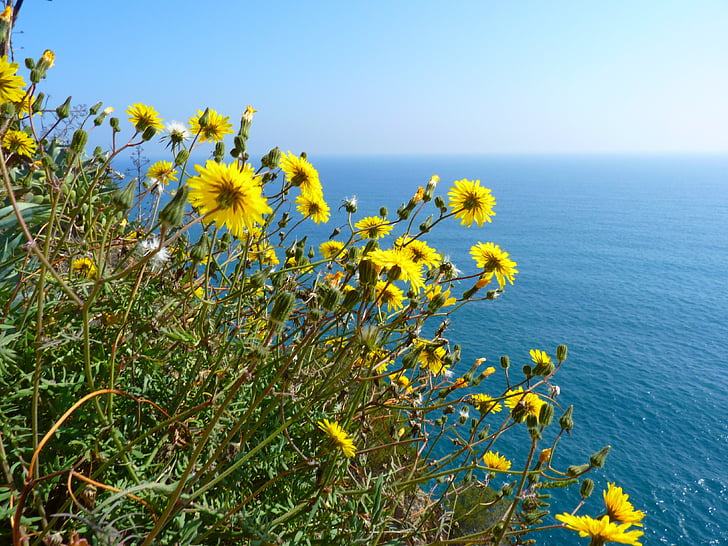 kwiaty, żółty, morze, niebieski, Natura, kwiat, Latem