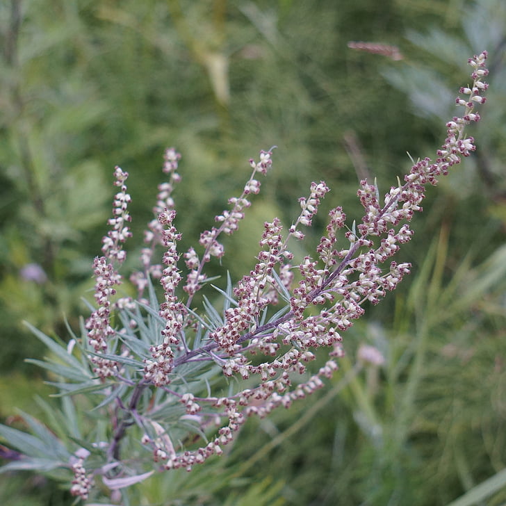 Artemisa, Artemisia vulgaris, alergia al polen, flores