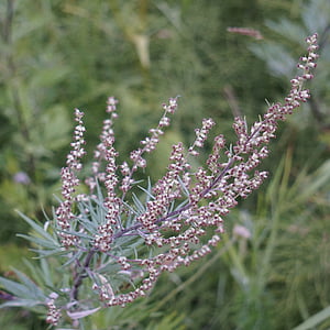 Divlji pelin, Artemisia vulgaris, alergija na pelud, Cvjetovi