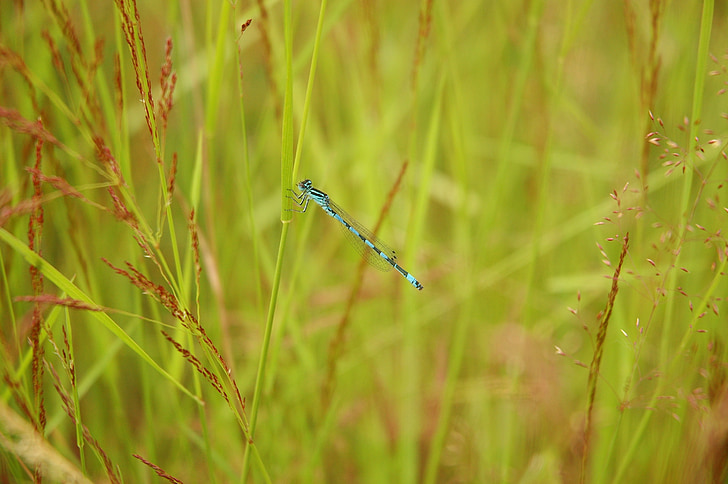 Dragonfly, natuur, grasland, blauw, groenblauw, gras