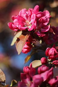 Blossom, Cherry, musim semi, cabang, bunga, mekar, merah muda