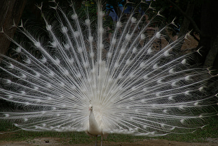 paon blanc, queue de propagation, plumage, oiseau, plume, volaille, élégance