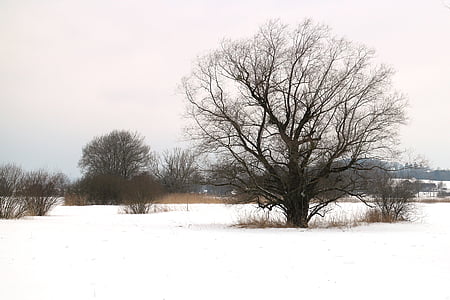 hiver, neige, arbre, individuellement, hivernal, silhouette, Kahl