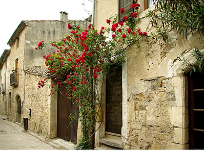 Cévennes, aldeia medieval, Lane, pavers, roseira, arquitetura, rua
